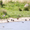 Tufted Duck