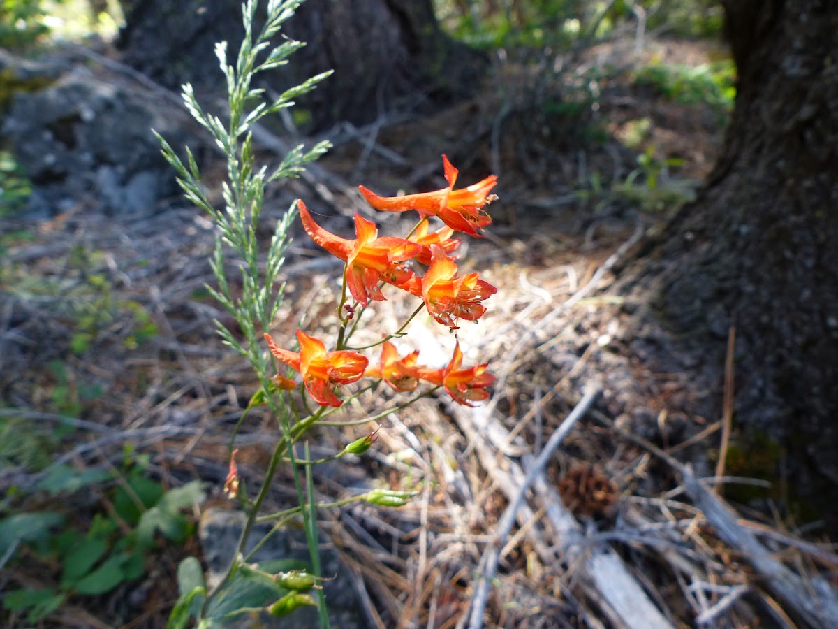 red larkspur