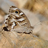 Festón blanco (Striped grayling)