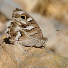 Festón blanco (Striped grayling)