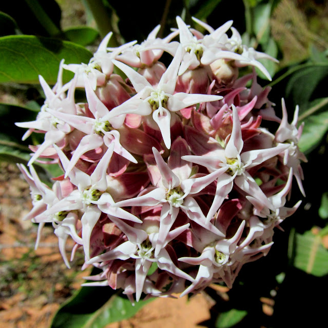 Showy Milkweed (Asclepias speciosa)