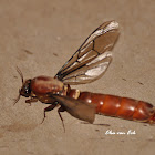 Red Driver Ant