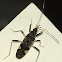 Dirt-colored seed bug