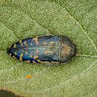 Yellow-marked Buprestid