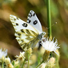 Sagebrush white