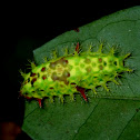 Slug Caterpillar Moth