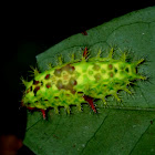 Slug Caterpillar Moth