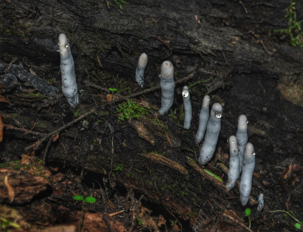 Dead Man's Fingers