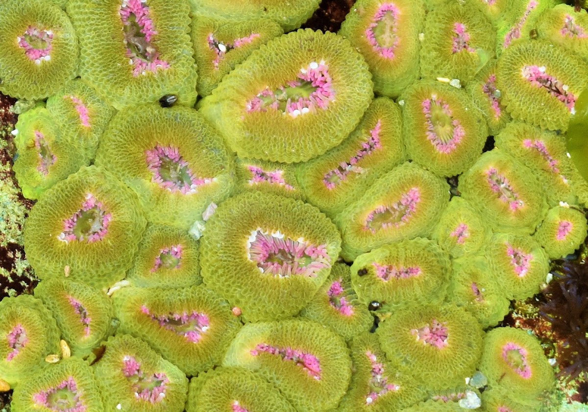 Aggregating anemone (colony)