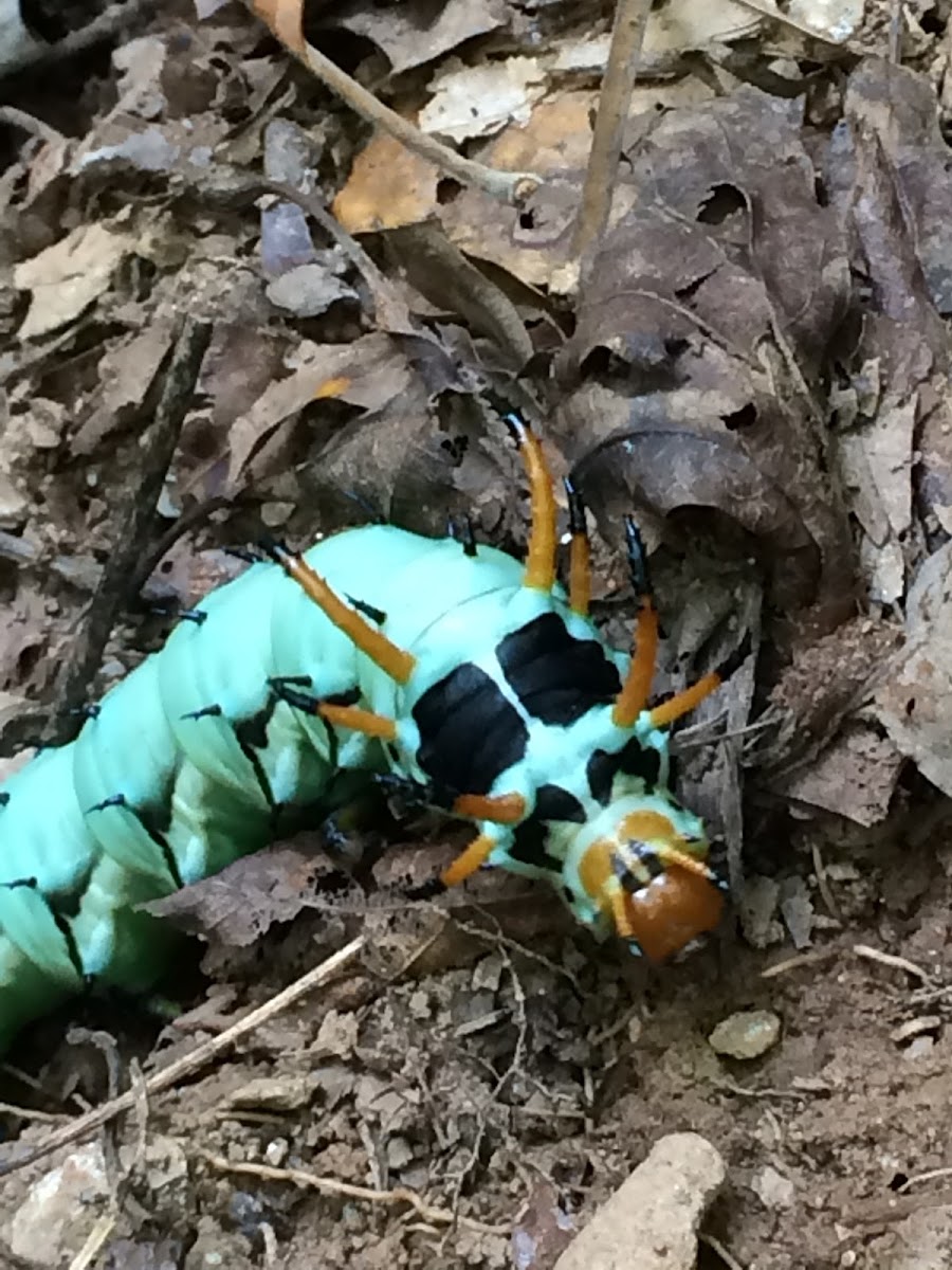 Hickory Horned Devil