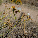 Salt-marsh Moth Caterpillar