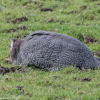 Helmeted Guineafowl