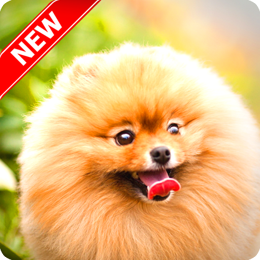 Pomeranian Wallpaper Apl Di Google Play
