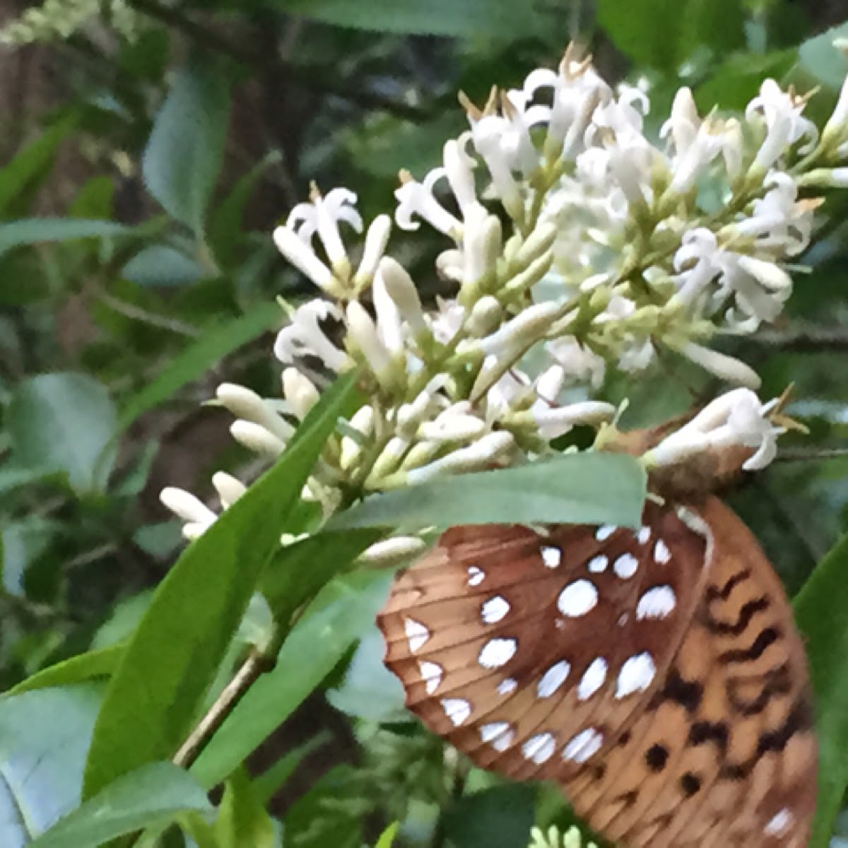 Great Spangled Fritillary