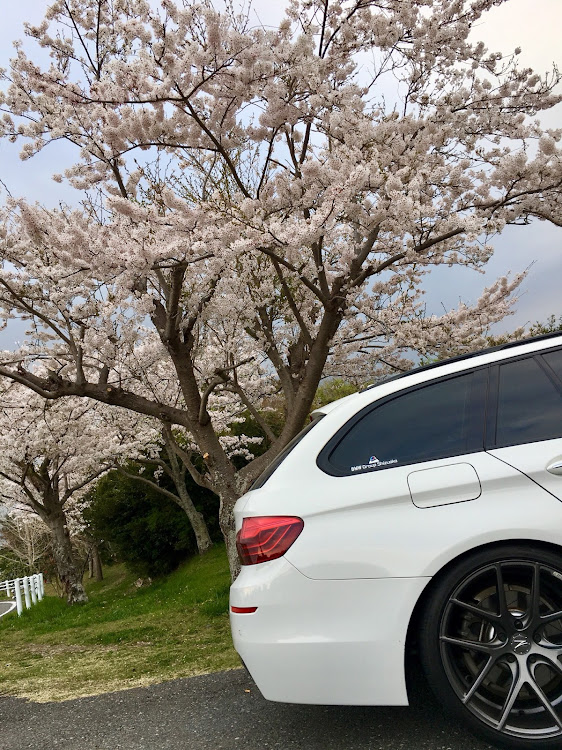 5シリーズ ツーリングのbmw・bmw5シリーズ・523d・桜とコラボ・桜に関するカスタム事例の投稿画像1枚目