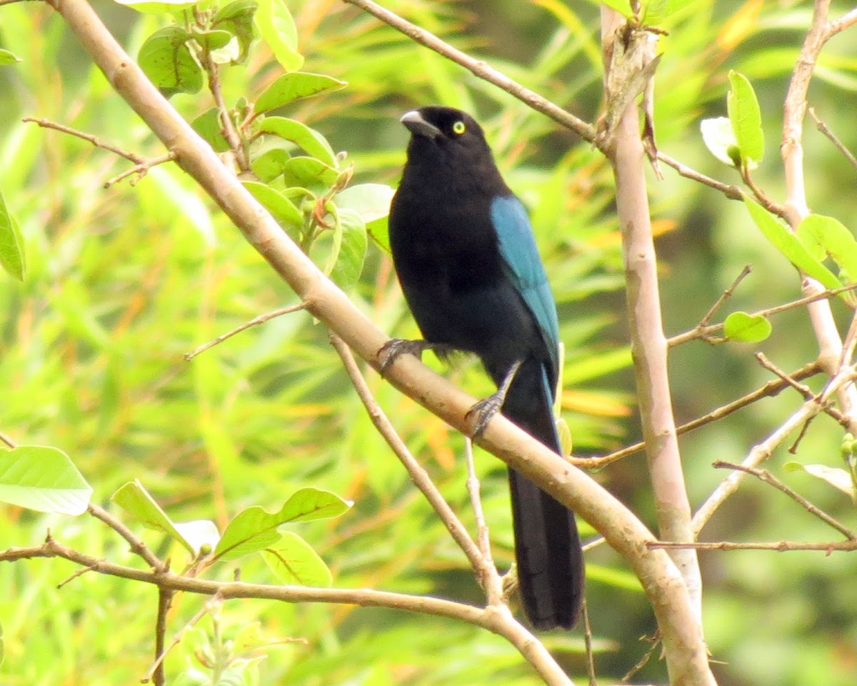 Bushy-crested Jay