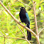 Bushy-crested Jay