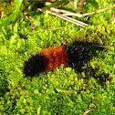 Woolly bear caterpillar/Isabella tiger moth