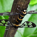 Handmaiden moth