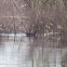 Moorhen; Polla de Agua