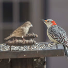 Red Bellied Woodpecker