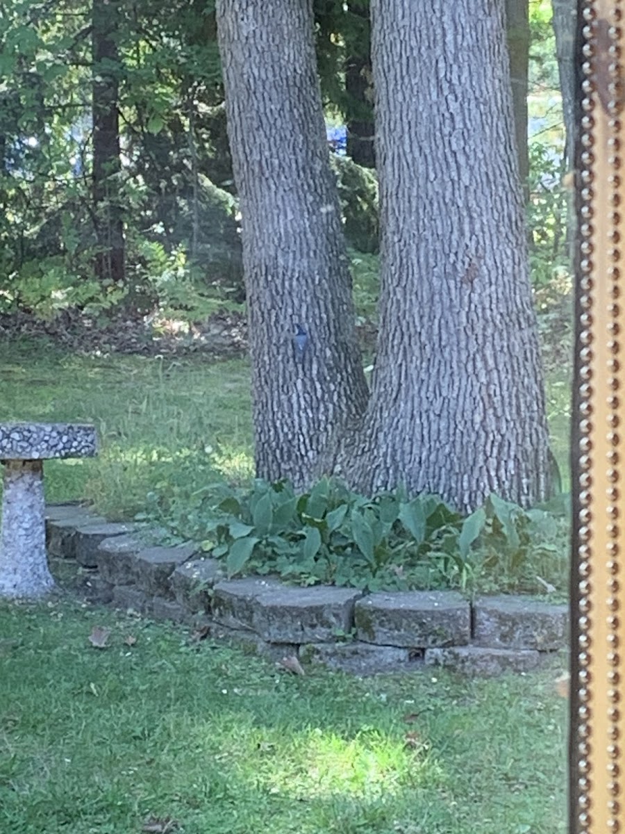 White breasted nuthatch