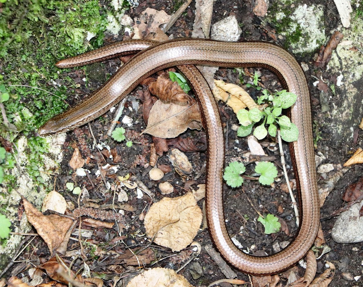 Slow worm