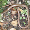 Slow worm