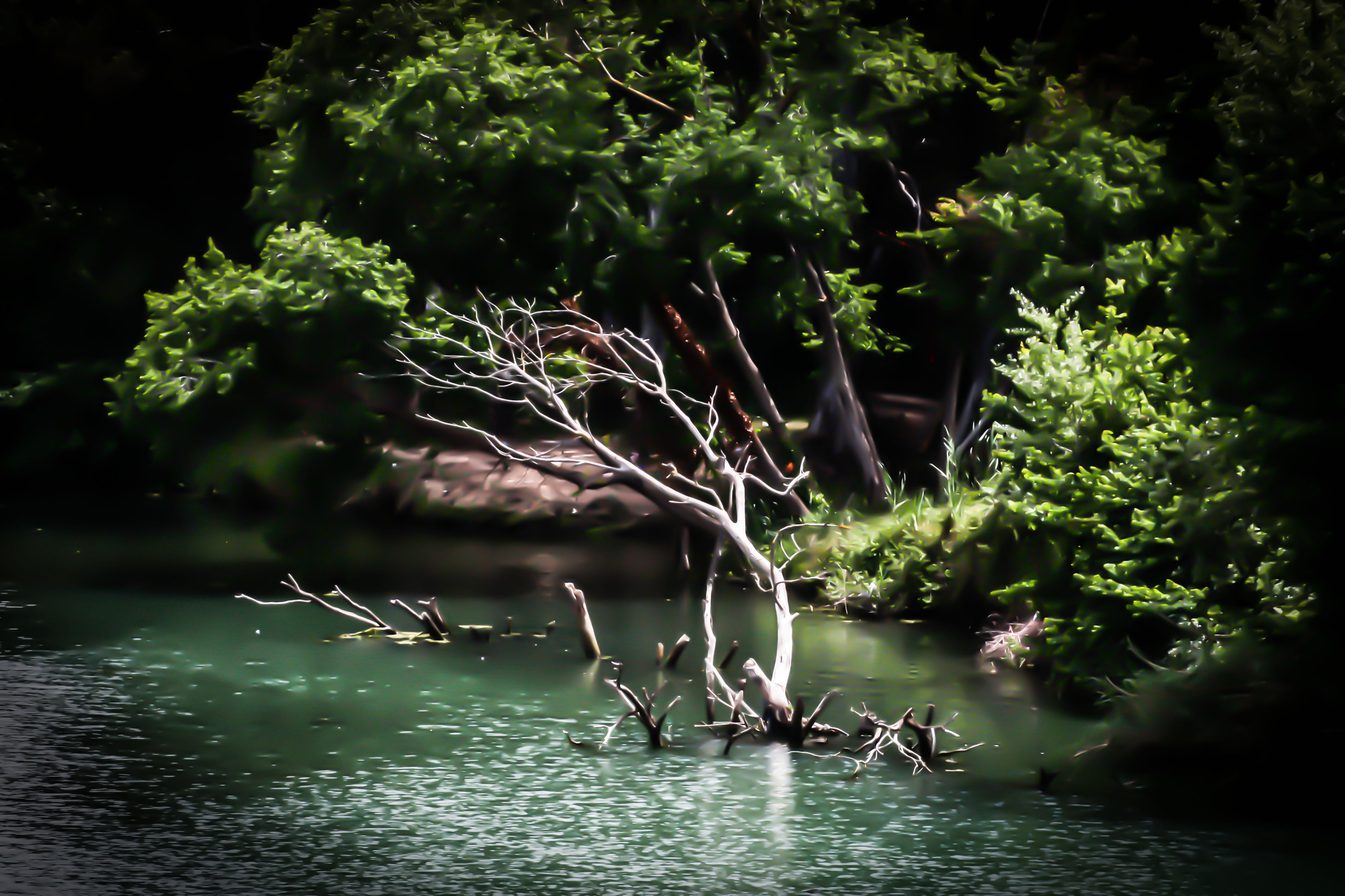 l'albero del fiume di fabio pelosi