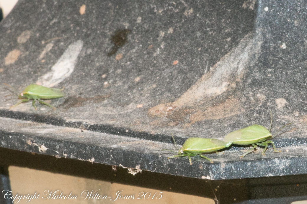 Green Shield Bug