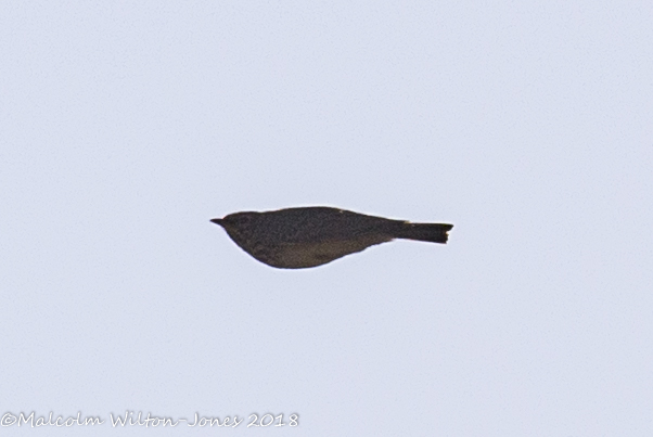 Song Thrush; Zorzal Común