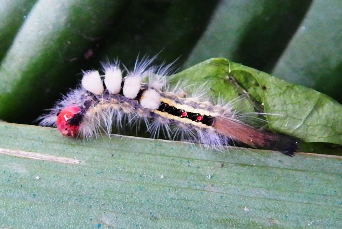 Rusty Tussock Moth