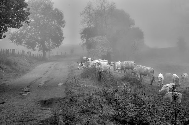 La strada in campagna di si