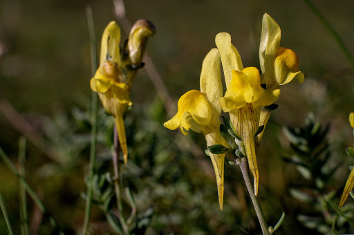 Linaria polygalifolia