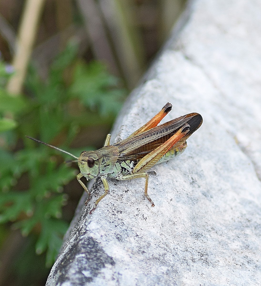 Large Mountain Grasshopper