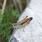 Large Mountain Grasshopper