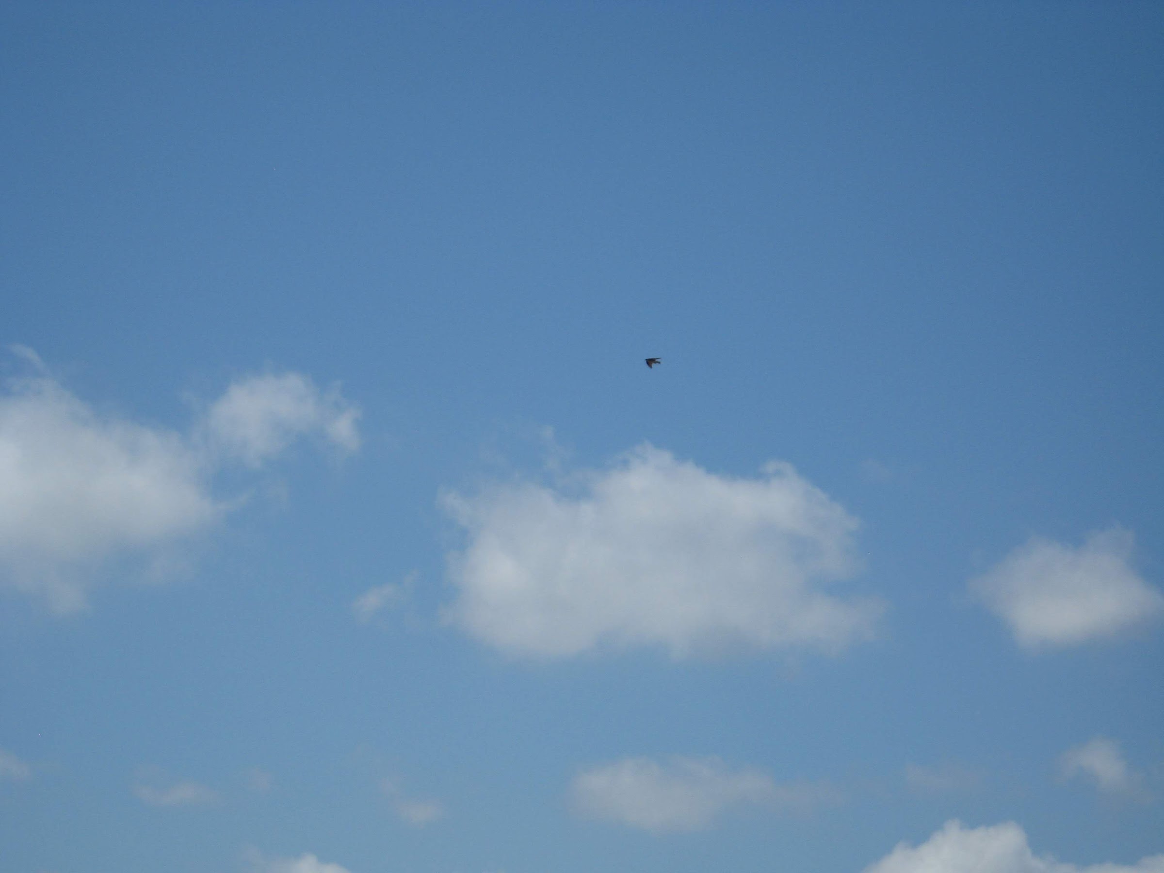 bird over east over reservation