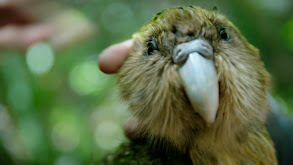 How Did the World's Strangest Parrot Evolve in New Zealand? thumbnail