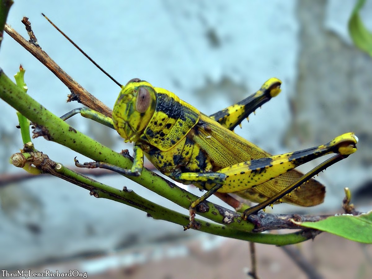 Javanese Bird Grasshopper