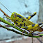 Javanese Bird Grasshopper