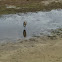 Great blue heron