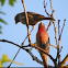 House Finch