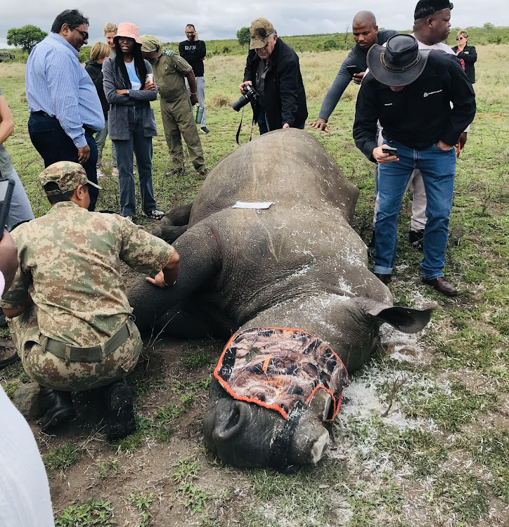 A pregnant rhino cow is dehorned to deter poachers at the Kruger National Park.