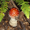 Fly agaric