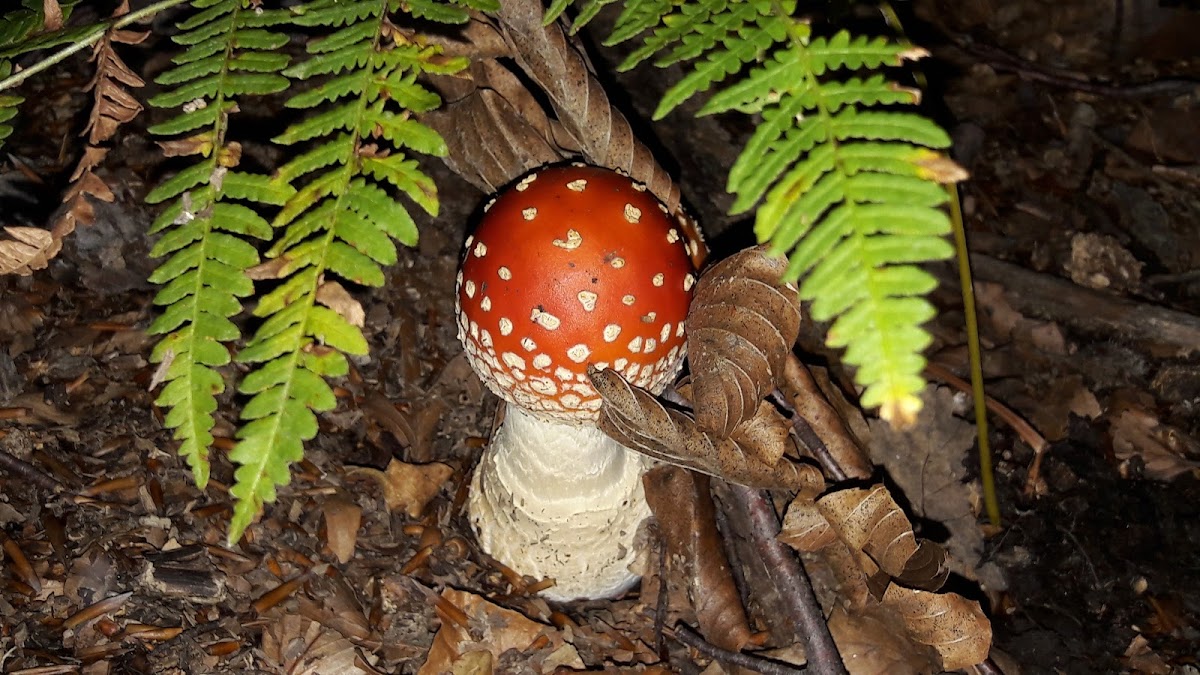 Fly agaric