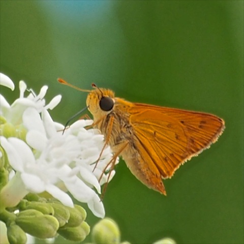 Fiery Skipper