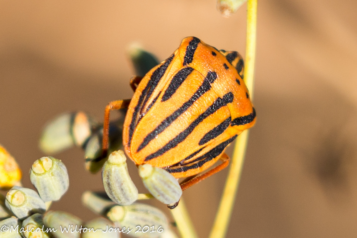 Mediterranean Striped Shield Bug