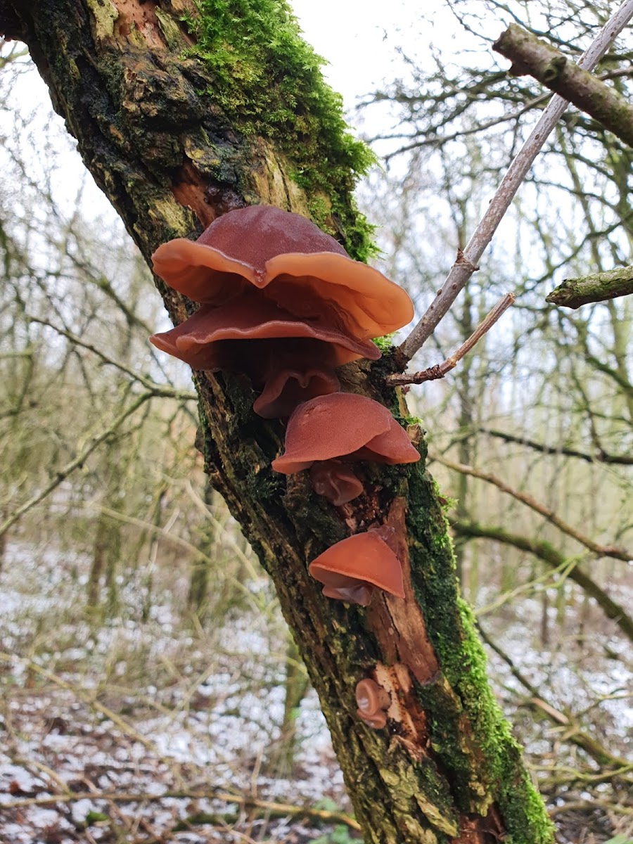 Wood ear