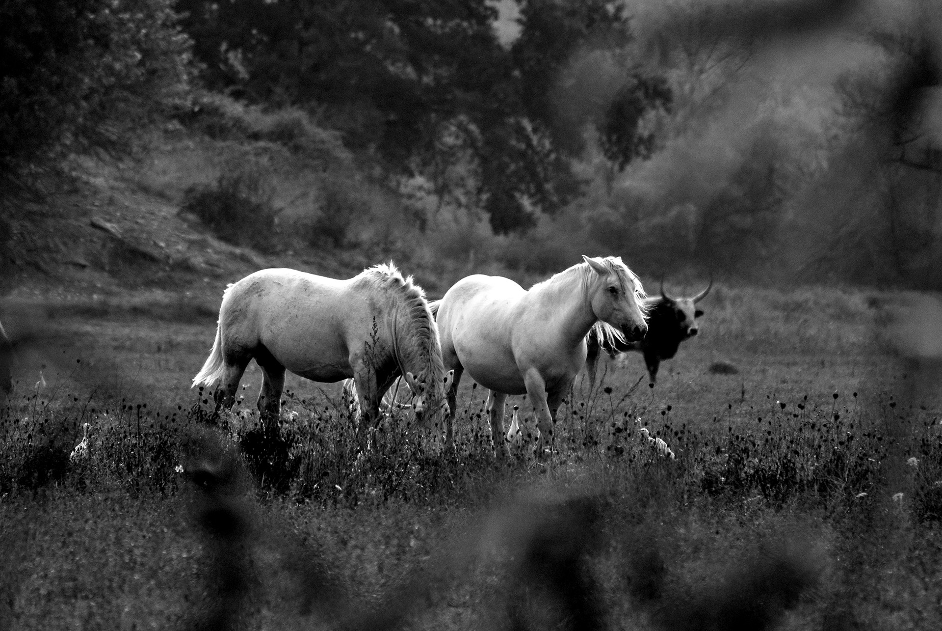 Aironi, Cavalli, Mucca di Luporosso