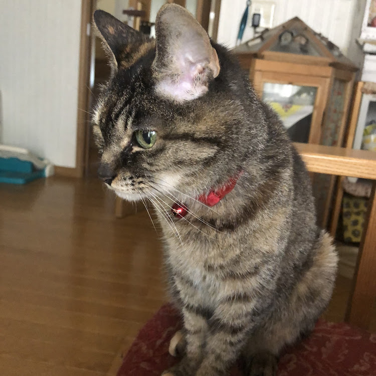 さとちっち【CT愛猫部】No.34さんが投稿した秘密基地・すもも・工作員に関するカスタム事例の投稿画像8枚目